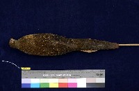 藍腹鷴藏品圖，第4張